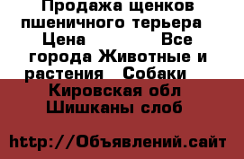 Продажа щенков пшеничного терьера › Цена ­ 30 000 - Все города Животные и растения » Собаки   . Кировская обл.,Шишканы слоб.